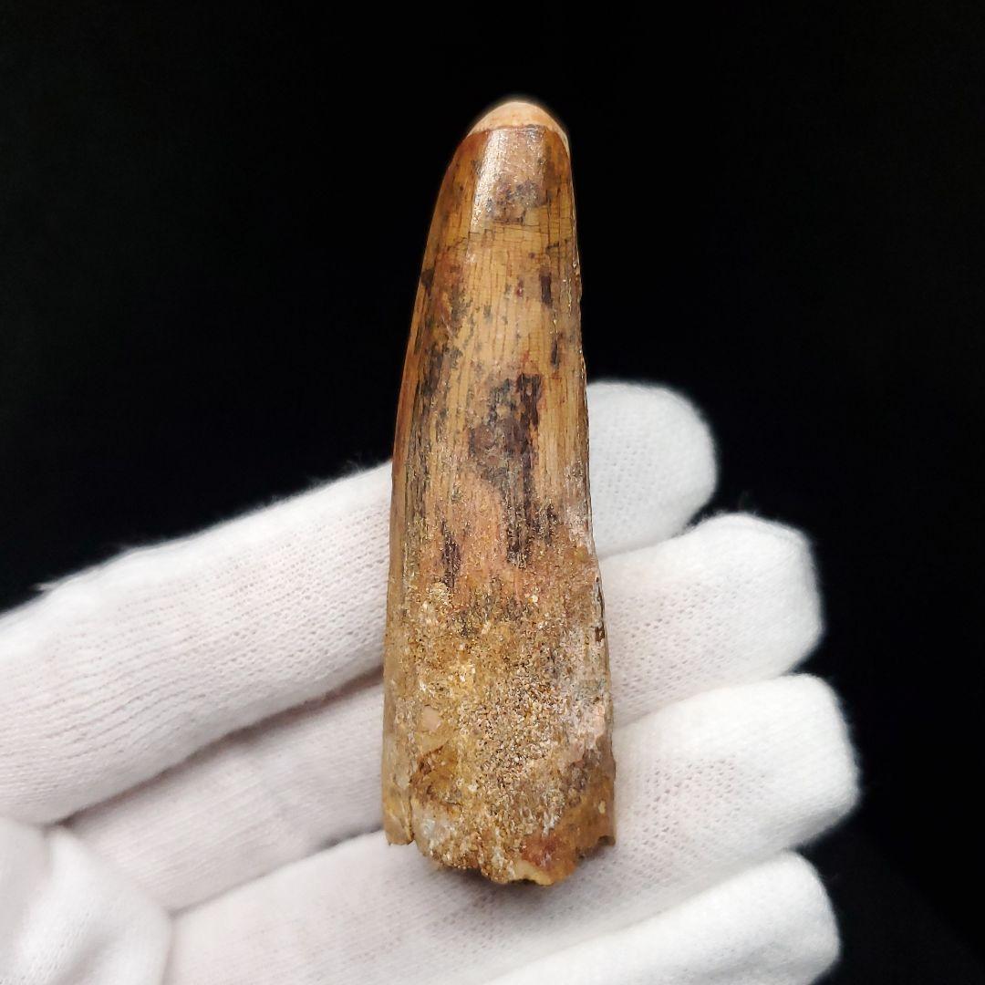 スピノサウルス 本物 モロッコ産 58.21mm sp463